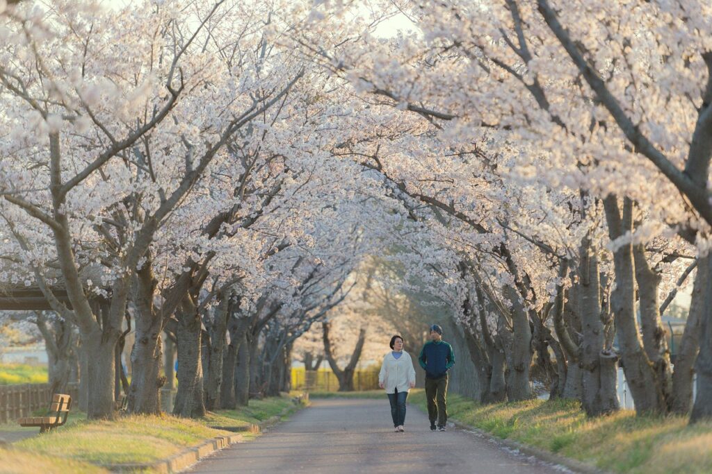 couple, walking, sakura trees, lane, path, walk, stroll, strolling, together, walking together, man, woman, japan, ibaraki, sakura, cherry blossoms, cherry blossom trees, japan, japan, japan, sakura, sakura, sakura, sakura, sakura, cherry blossoms, cherry blossoms